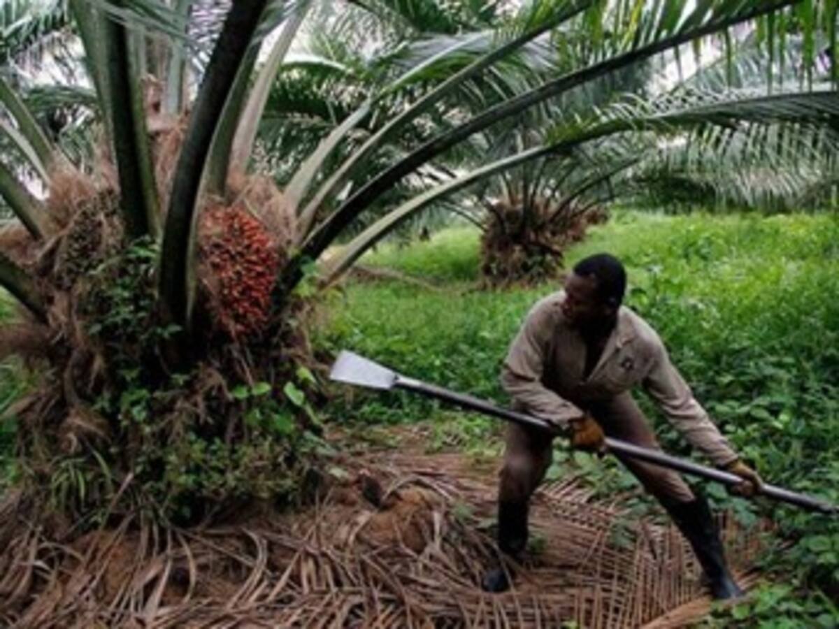 Mintrabajo impone multa por $7.700 millones a empresas palmicultoras