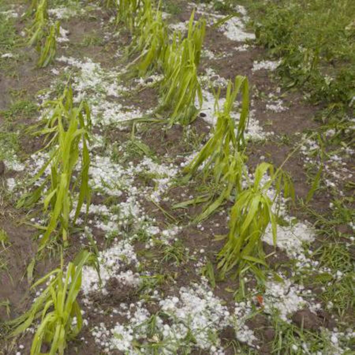 Empieza balance por afectaciones en los cultivos tras la granizada de ayer