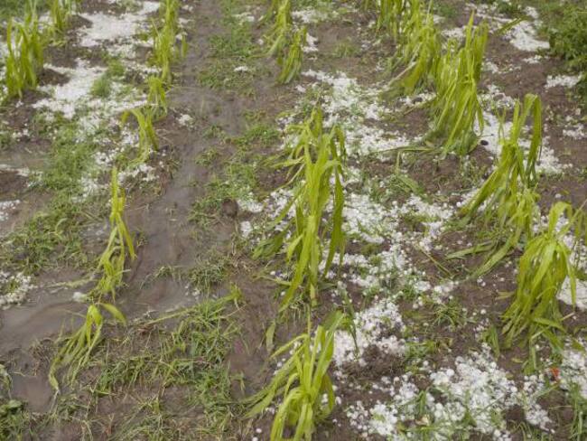 Empieza balance por afectaciones en los cultivos tras la granizada de ayer