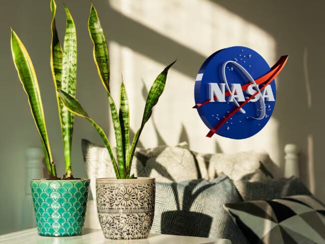 Planta 'Lengua de suegra en la habitación' (Foto vía Getty Images); Logo NASA.