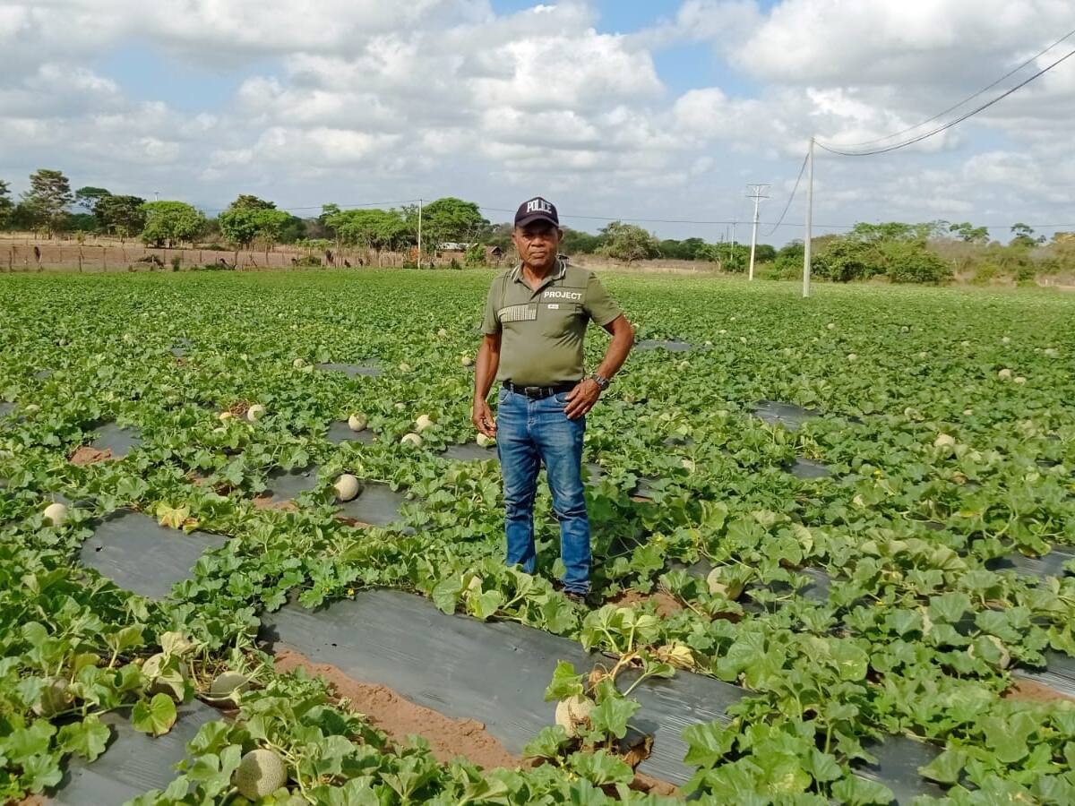 Campesinos de La Guajira están produciendo patillas o sandías de tipo exportación