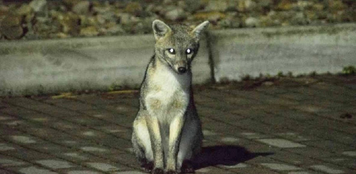 Zorro perruno en zona urbana. Imagen: @profecuchilla.
