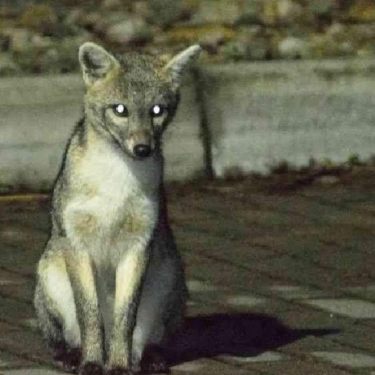 ¿Qué hacer si se encuentra un zorro perruno en Bogotá?: se han visto algunos en Usaquén