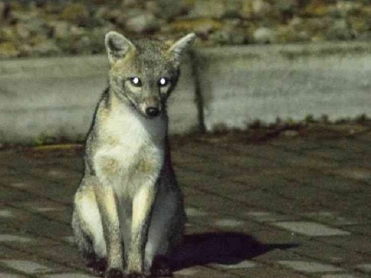 ¿Qué hacer si se encuentra un zorro perruno en Bogotá?: se han visto algunos en Usaquén