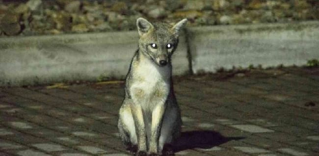 Zorro perruno en zona urbana. Imagen: @profecuchilla.