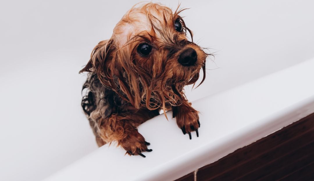 Veterinaria terminó como responsable de la muerte de mascota tras bañarla
