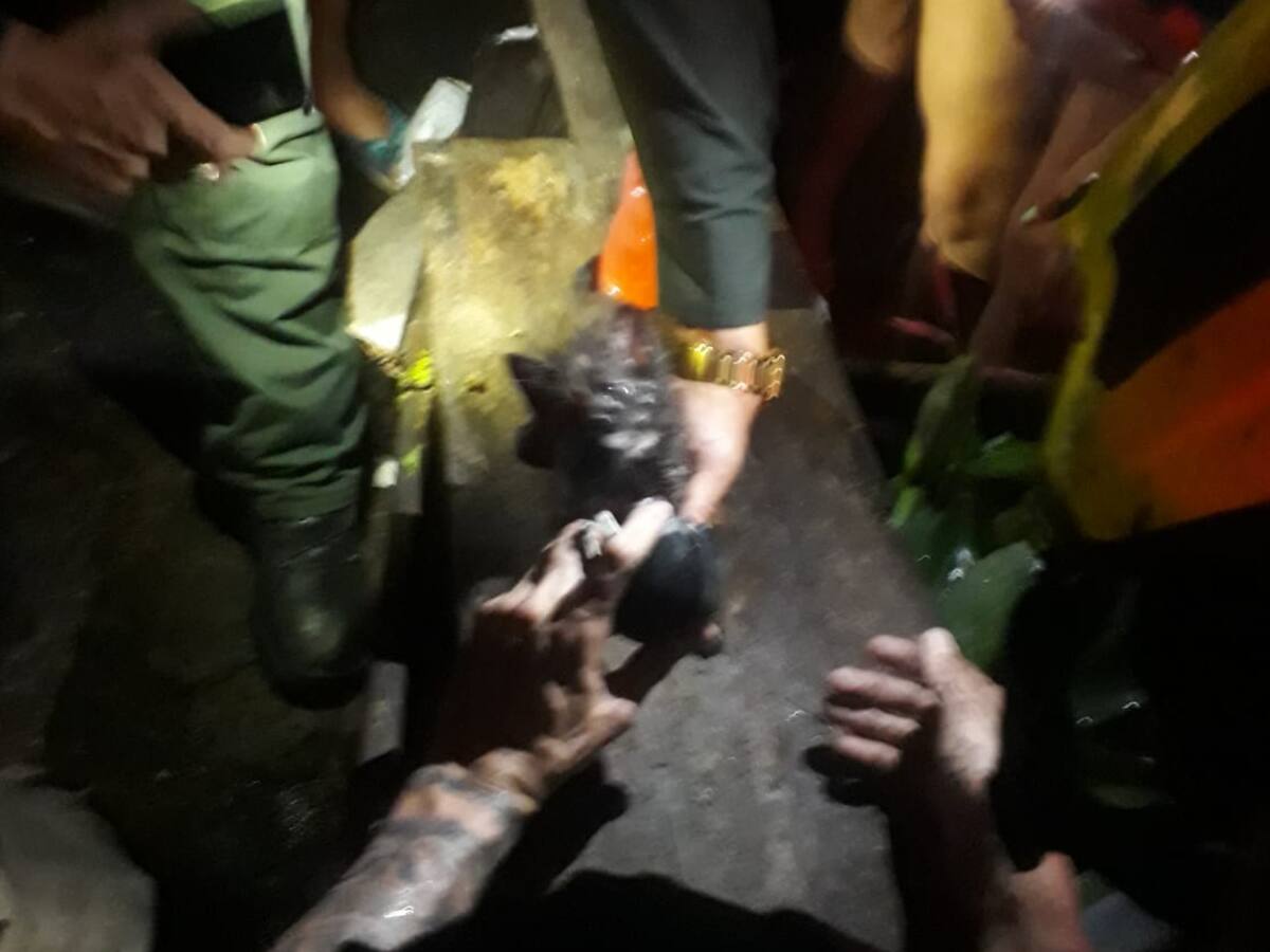 En incendio Bomberos suministra oxígeno a tres gatos