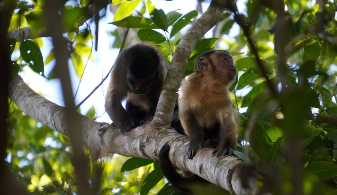 Importancia de los monos en el agro
