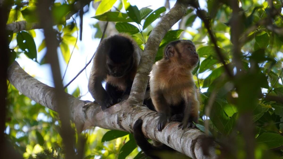 Los monos, animales muy útiles para el agro, están en peligro en Colombia