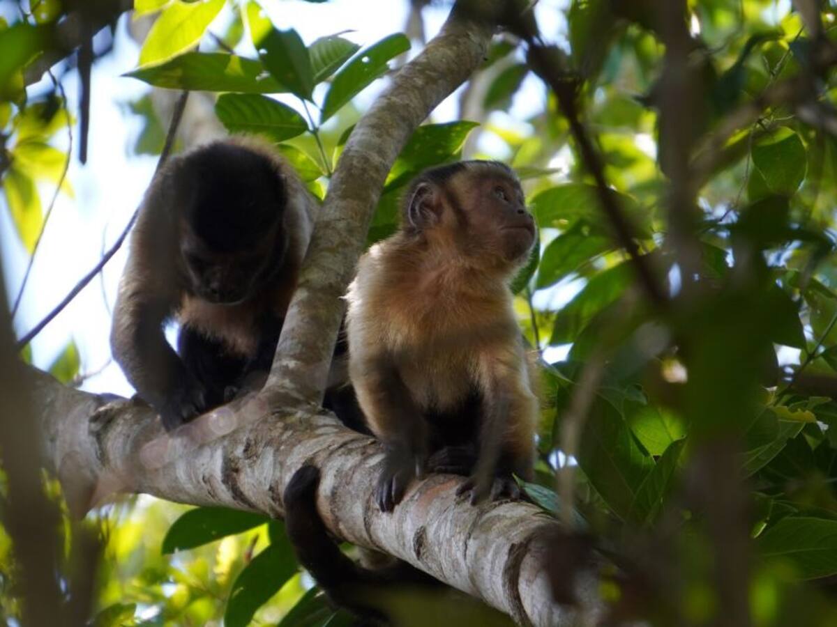 Los monos, animales muy útiles para el agro, están en peligro en Colombia