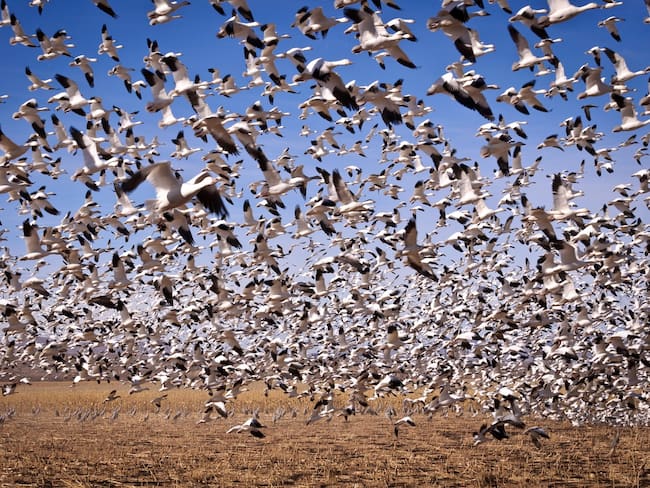 Colombia celebra la llegada de millones de aves para esta época del año. Día Mundial de las Aves Migratorias