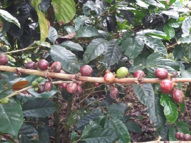 Café y plátano, cultivos más afectados por temporada de lluvias