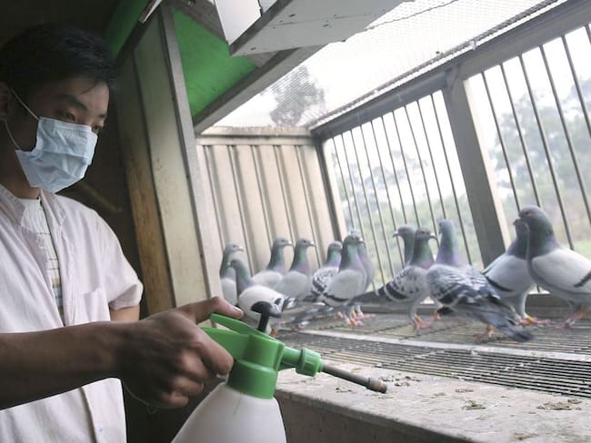 Las autoridades chinas mantienen especial atención a la cría de aves tras nuevos brotes de gripe aviar en el país.