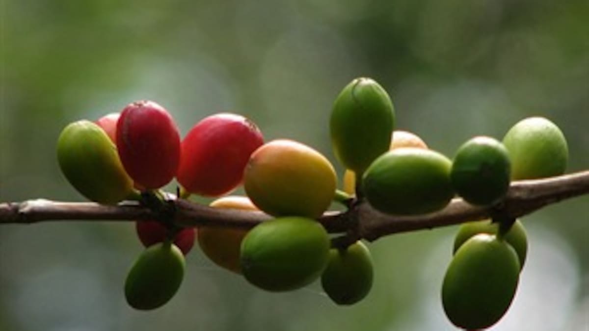 La revaluación es un desastre para caficultores: Fedecafe