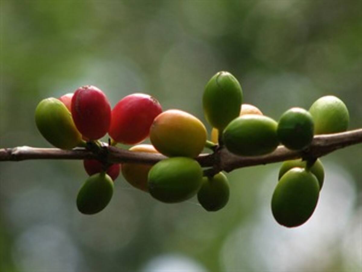 La revaluación es un desastre para caficultores: Fedecafe