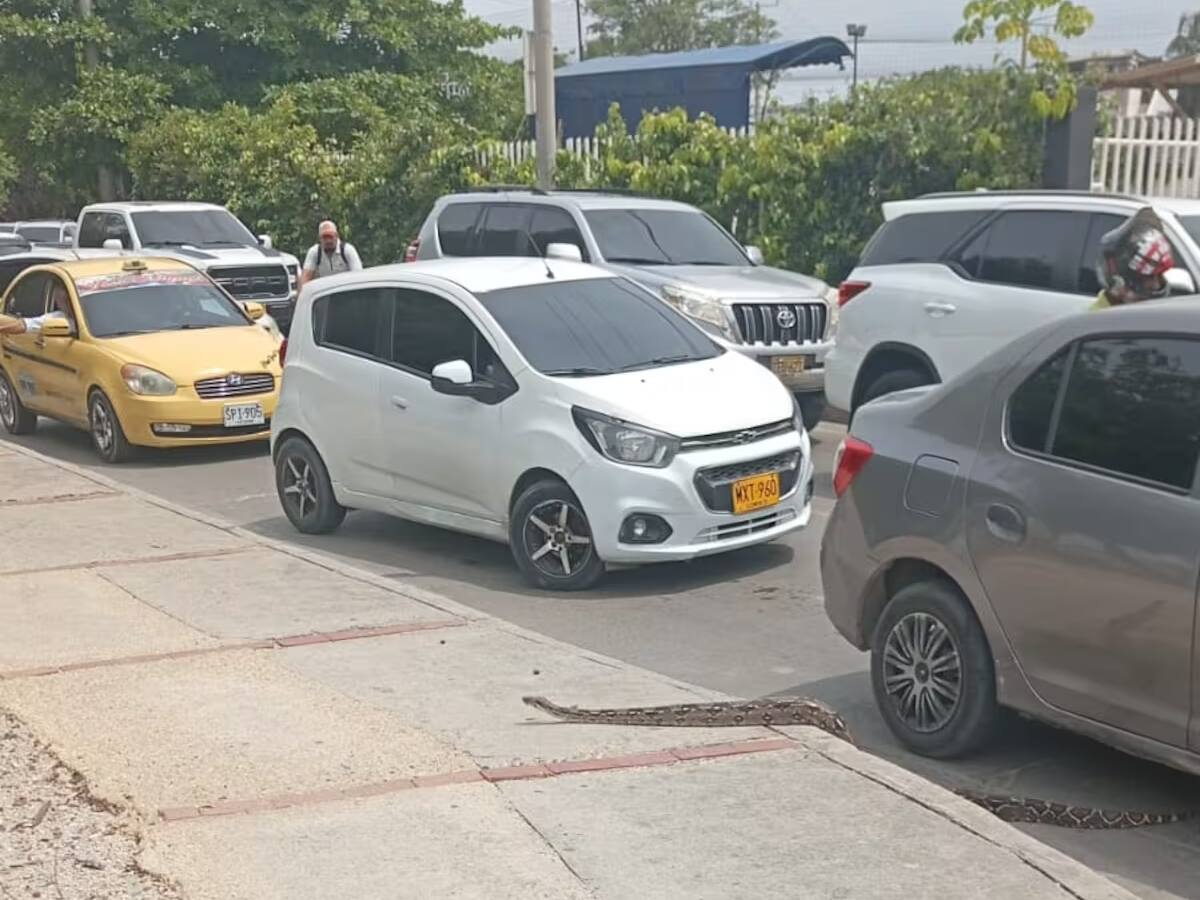 Pánico por culebra cerca a puente Las Palmas del barrio Manga