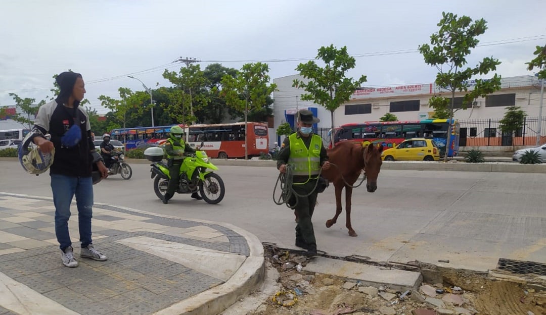 Caballo rescatado. Cortesía: Policía