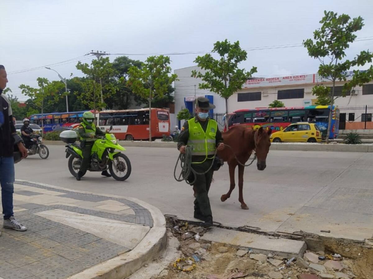 Policía rescata a caballo víctima de maltrato animal en Barranquilla