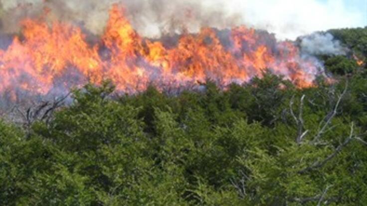 Mil 995 hectáreas han resultado afectadas por incendios forestales en el país: Carlos Iván Márquez