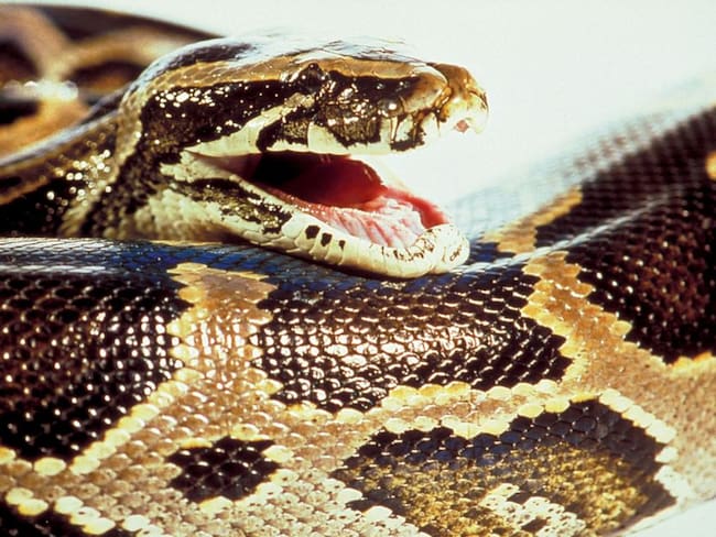 Serpiente fue encontrada con más de 500 garrapatas en su cuerpo