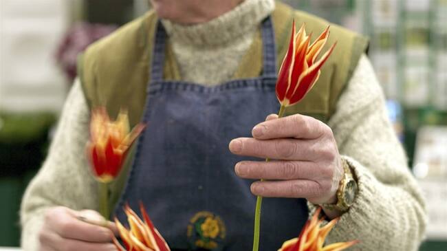 El próximo mes de enero viajarán a Bogotá más de 1.500 cucuteños, quienes comenzarán a laborar como floricultores en la capital del país. Foto: Getty Images