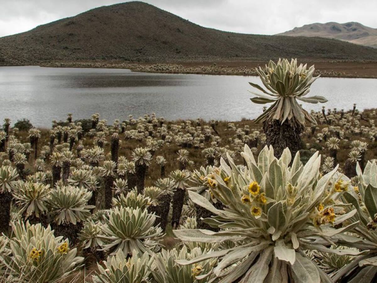 85% del agua potable en Colombia proviene de sus páramos