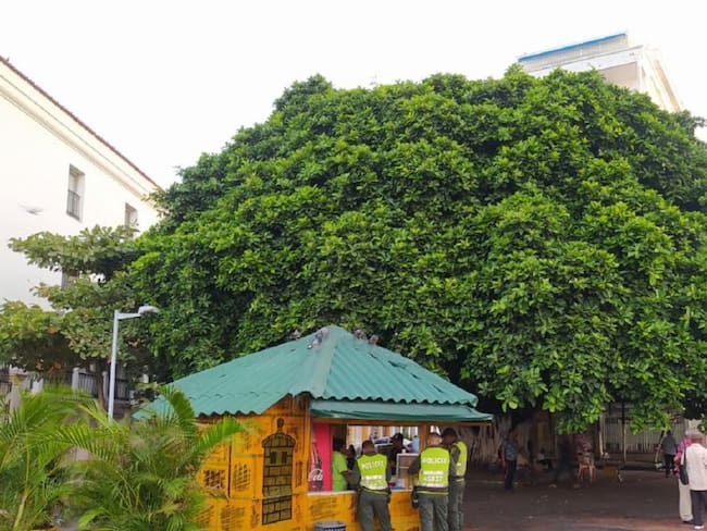 Caída de árbol de caucho tiene con miedo a transeúntes del Centro Histórico