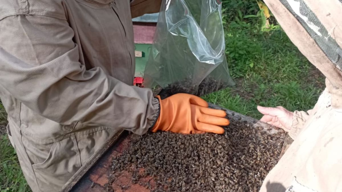 Mortandad de abejas en Quindío
