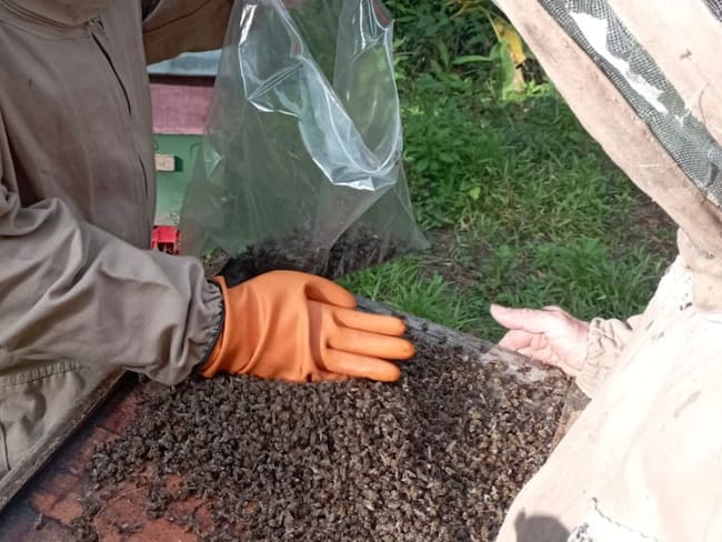 Mortandad de abejas en Quindío
