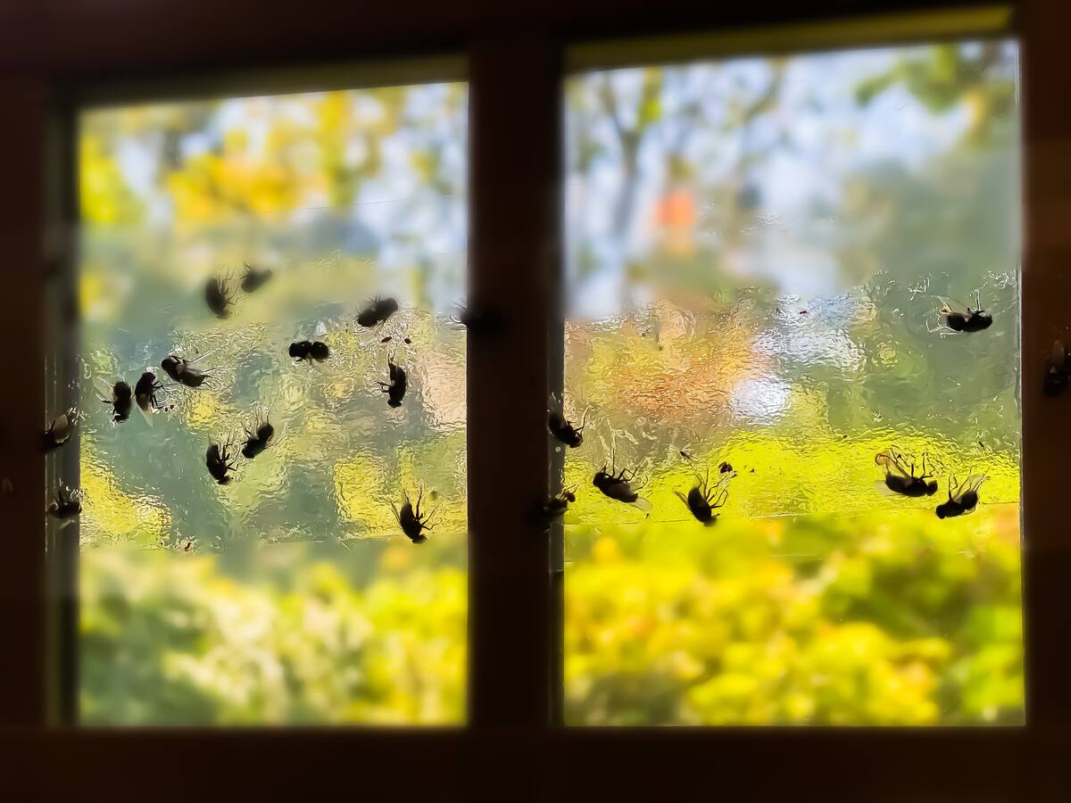 Comité Ambiental de Los Santos explicó detonantes de proliferación de moscas