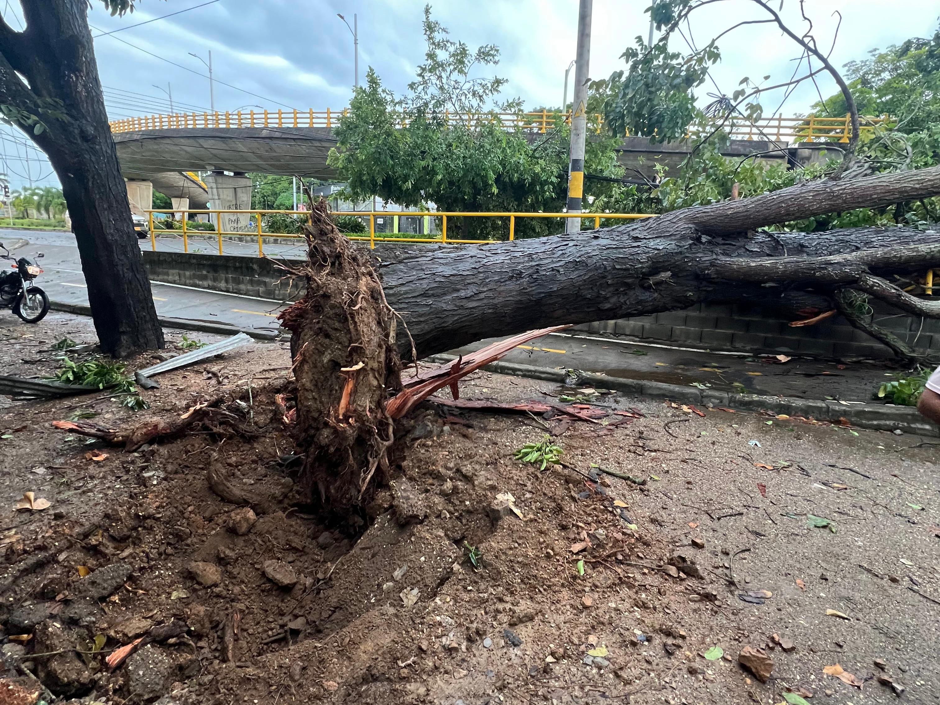 Fuertes vientos han derribado árboles en zona urbana de Montería.