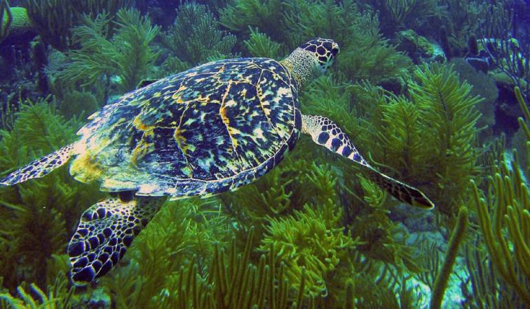 Las Tortugas sobrevivieron a los dinosaurios