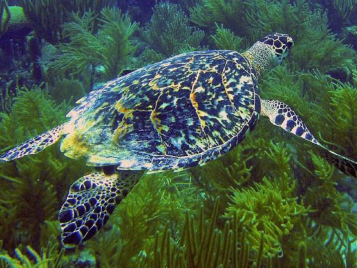 16 de junio día Internacional de las Tortugas Marinas