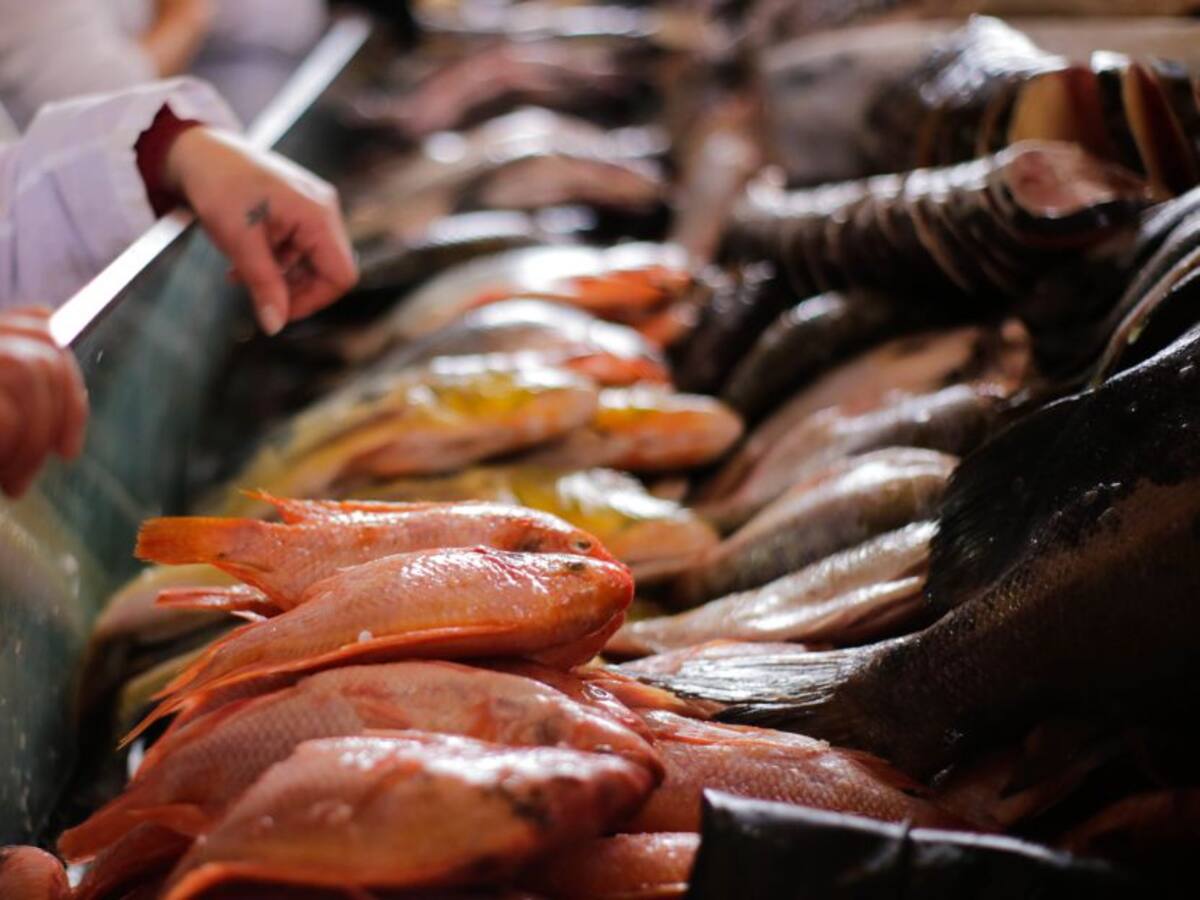Buen abastecimiento de pescado para Semana Santa, reporta Corabastos