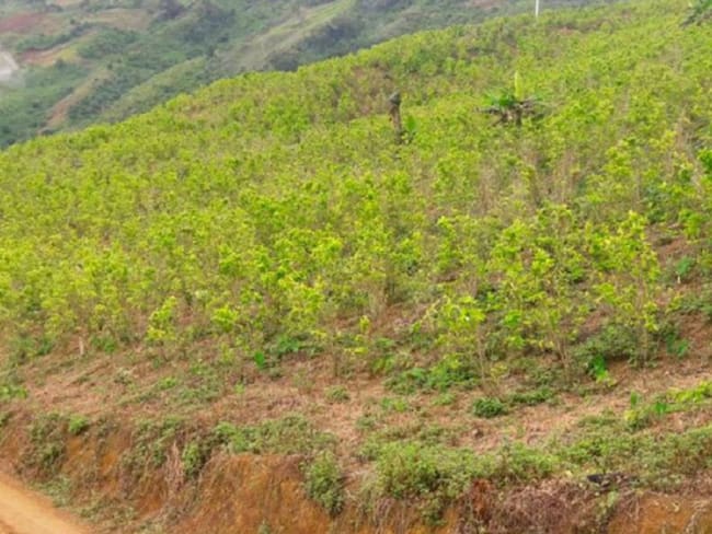 Anuncian desplazamiento masivo durante la cuarentena en El Bagre, Antioquia