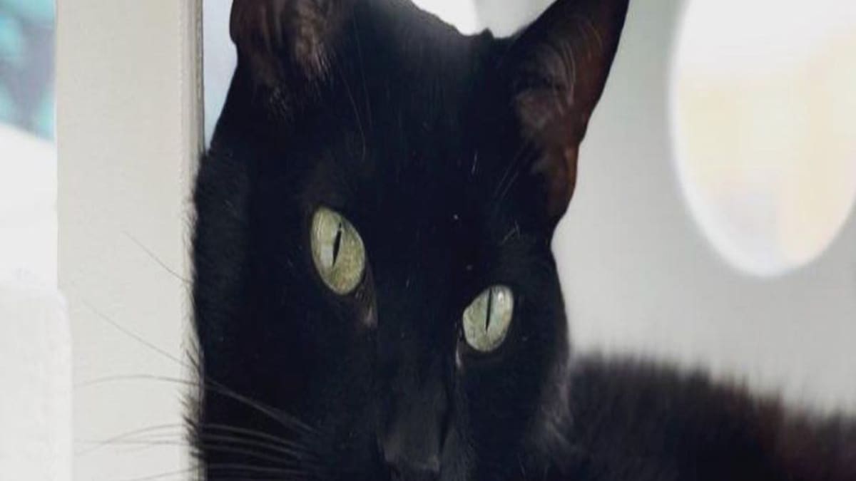 Frenan adopción de gatos negros en Bucaramanga, previo a Halloween