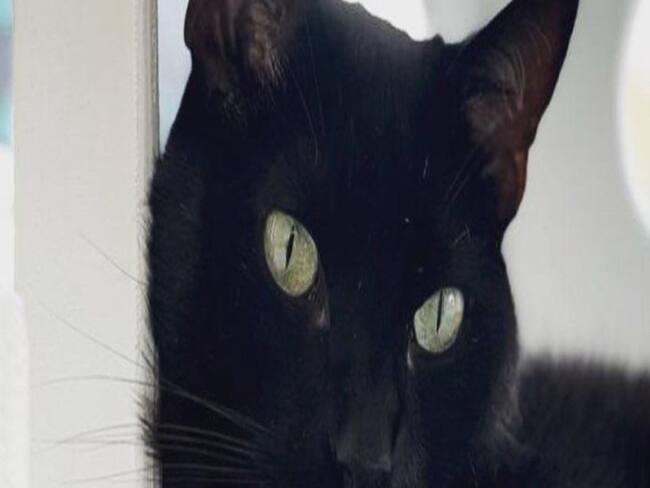Frenan adopción de gatos negros en Bucaramanga, previo a Halloween