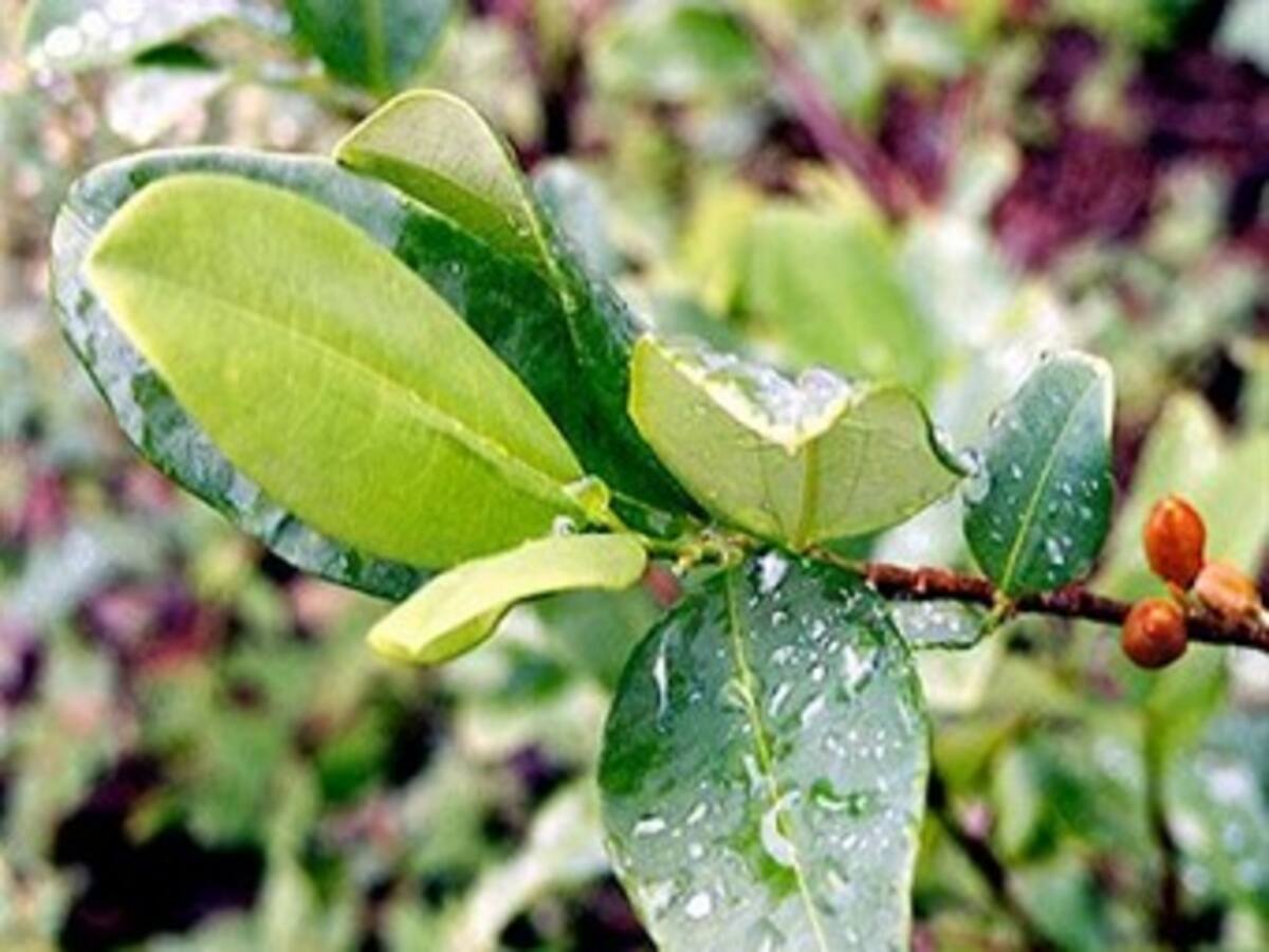 ONU: la producción de cocaína en Colombia cayó a los niveles mínimos de la última década
