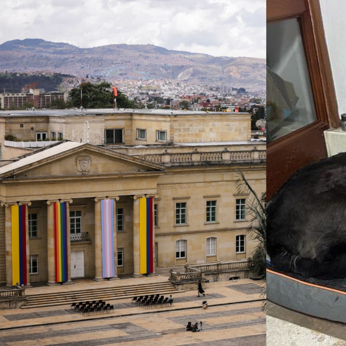 ¿Qué pasó con ‘La Negra’ la perrita de Presidencia que apareció en un parqueadero?