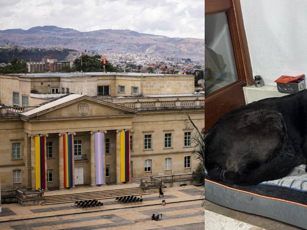 ¿Qué pasó con ‘La Negra’ la perrita de Presidencia que apareció en un parqueadero?