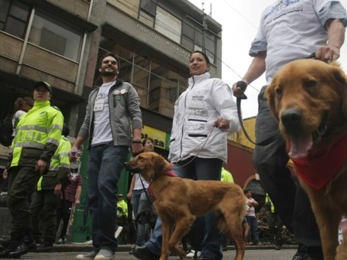 Van 676 comparendos a dueños de mascotas tras Código de la Policía