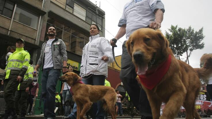 Van 676 comparendos a dueños de mascotas tras Código de la Policía