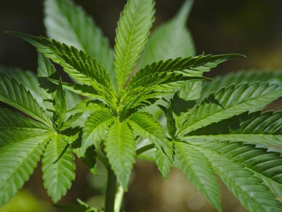 Minsalud apoyará desarrollos científicos con marihuana en Cauca