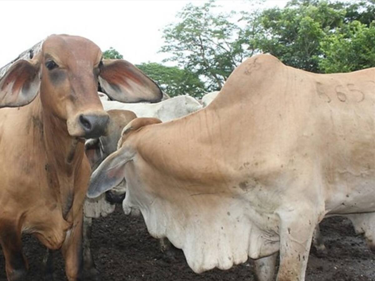 Concluyen casos activos de animales infectados con fiebre aftosa en el país