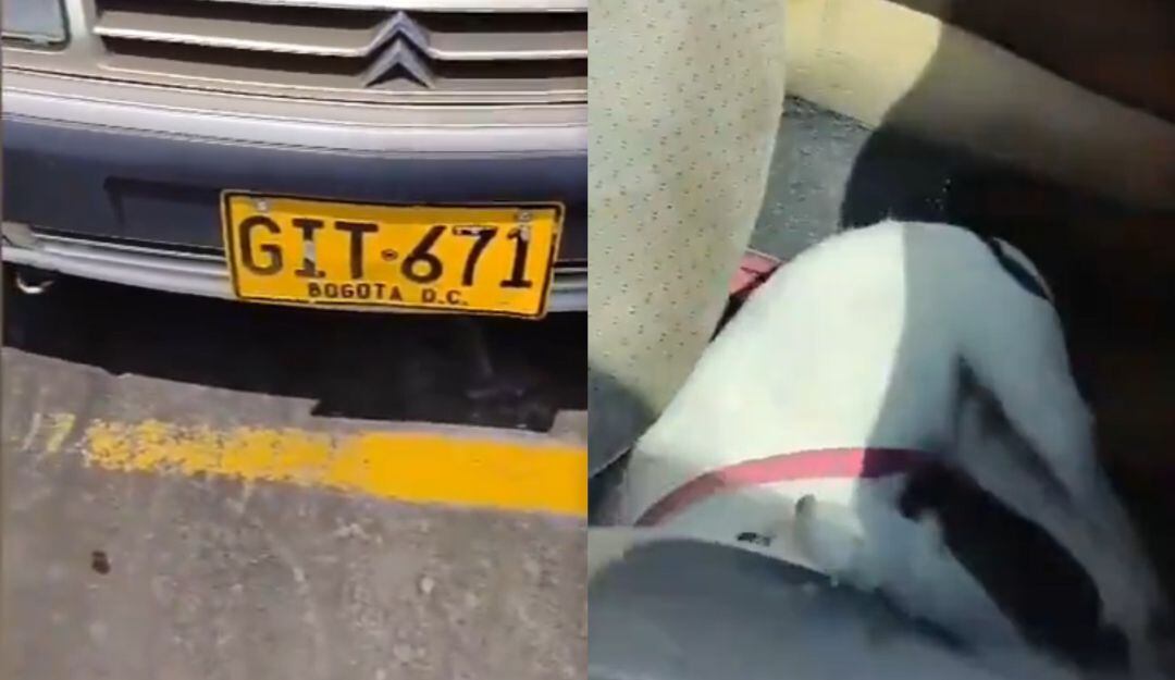 Perro muere sofocado dentro de un carro