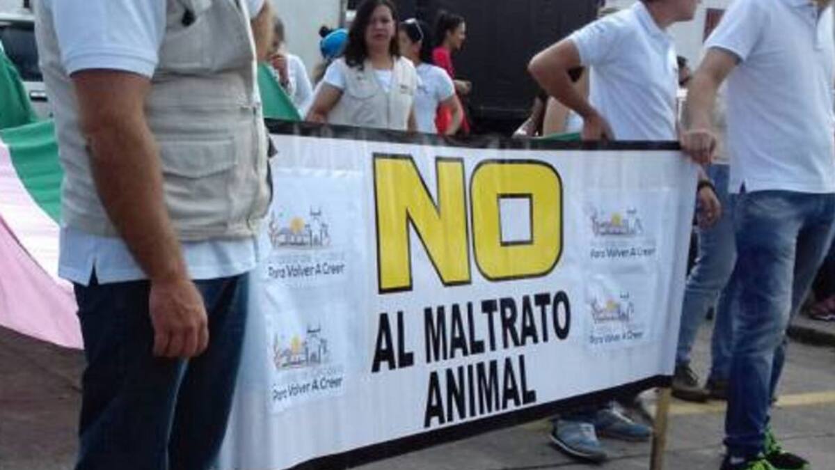 Denuncian que están envenenando gatos en un barrio al sur de Armenia