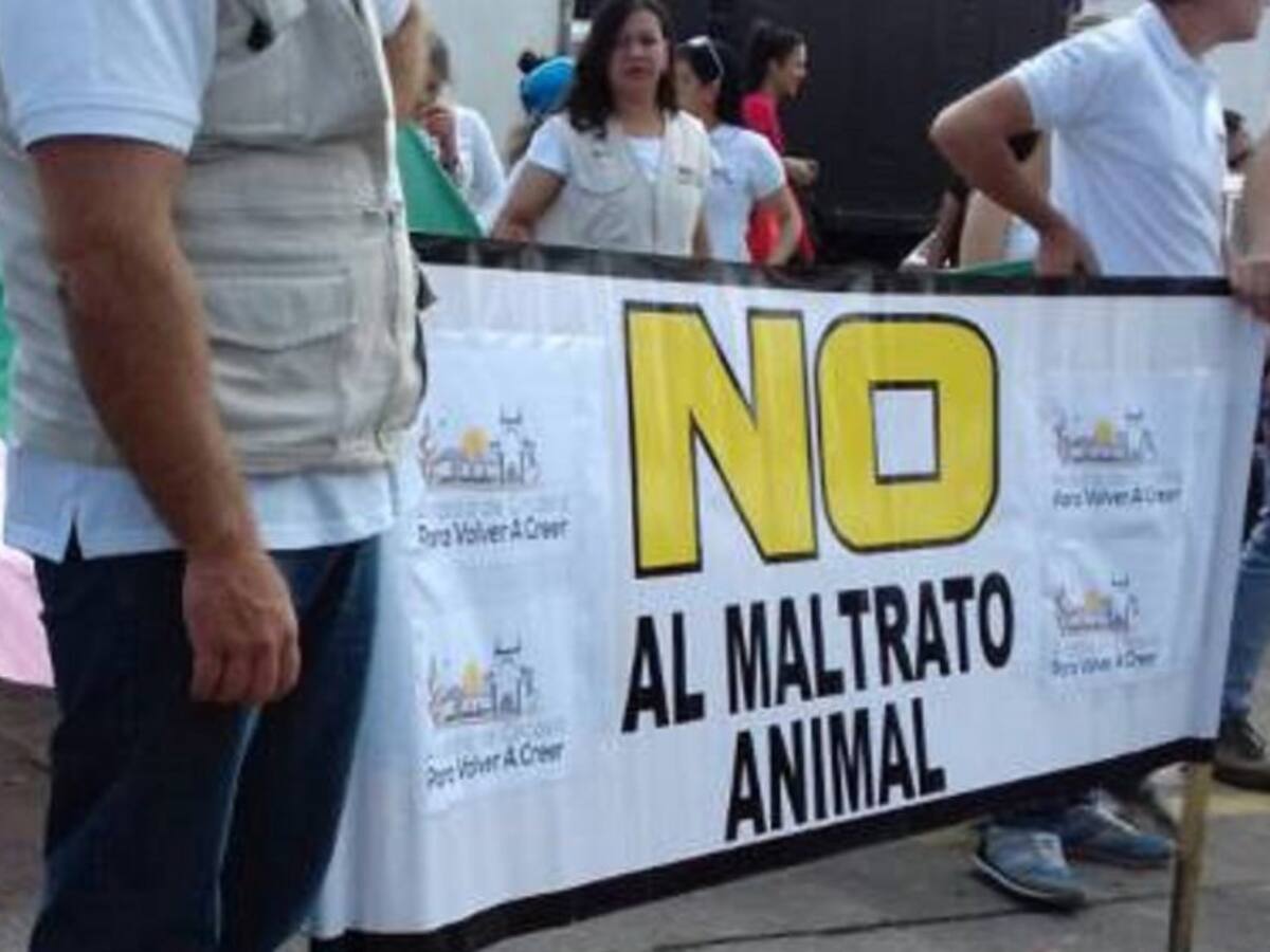 Denuncian que están envenenando gatos en un barrio al sur de Armenia