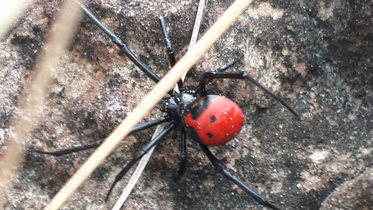 Identifican dos nuevas especies de araña “viuda negra” en Colombia