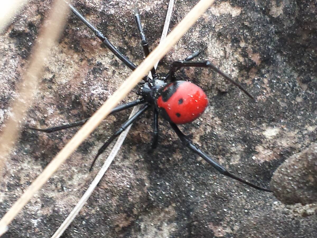 Identifican dos nuevas especies de araña “viuda negra” en Colombia