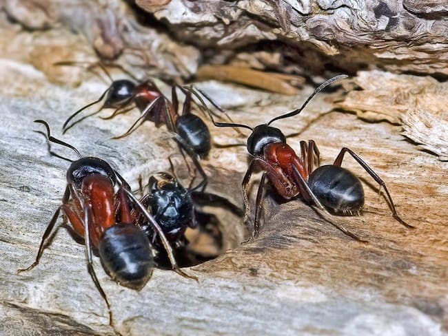 Hormigas culonas una tradición gastronómica que no conoce fronteras